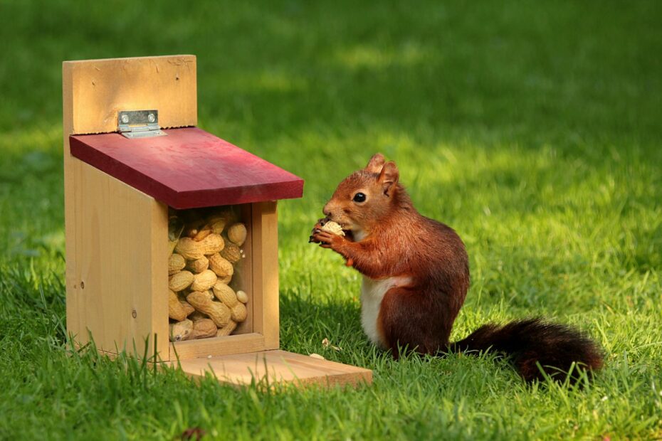 brown squirrel